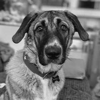 Floki